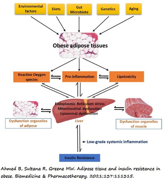Fisipatologia de la IR en tejido adiposo en la obesidad